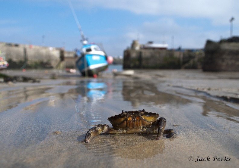 Crab newquay harbor.jpg